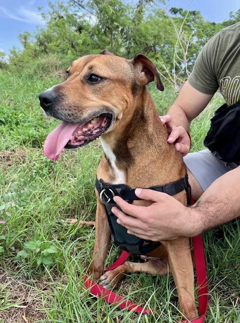 Emily, a Adopted mixed breed in palm bay, FL image 1/4