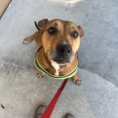 Emily, a Adopted mixed breed in palm bay, FL image 4/4