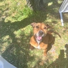 Emily, a Adopted mixed breed in palm bay, FL image 3/4