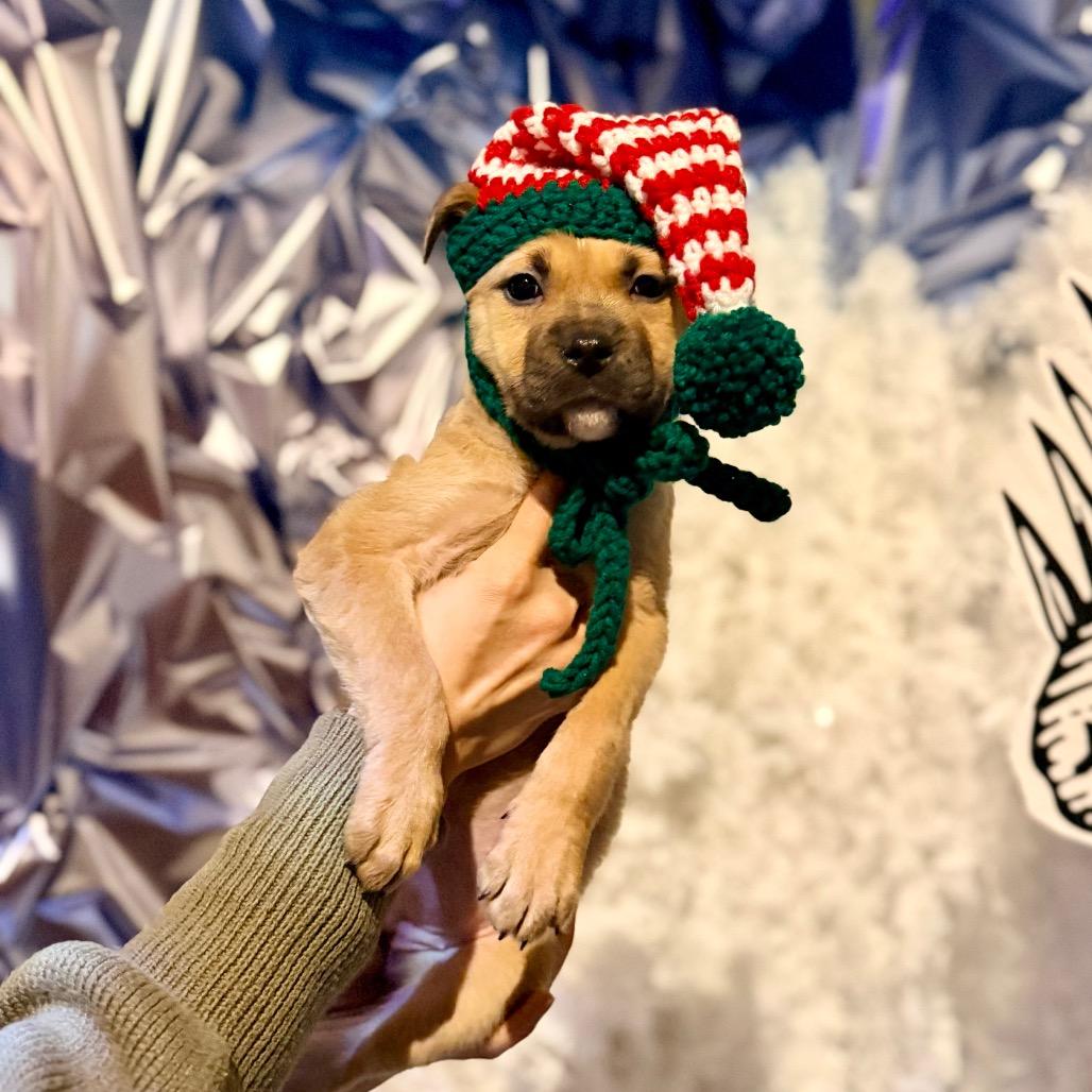 Enlarge Boone, a Adoptable mixed breed in Durham, NC image 1/6