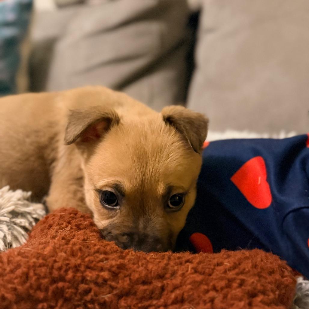 Enlarge Boone, a Adoptable mixed breed in Durham, NC image 2/6