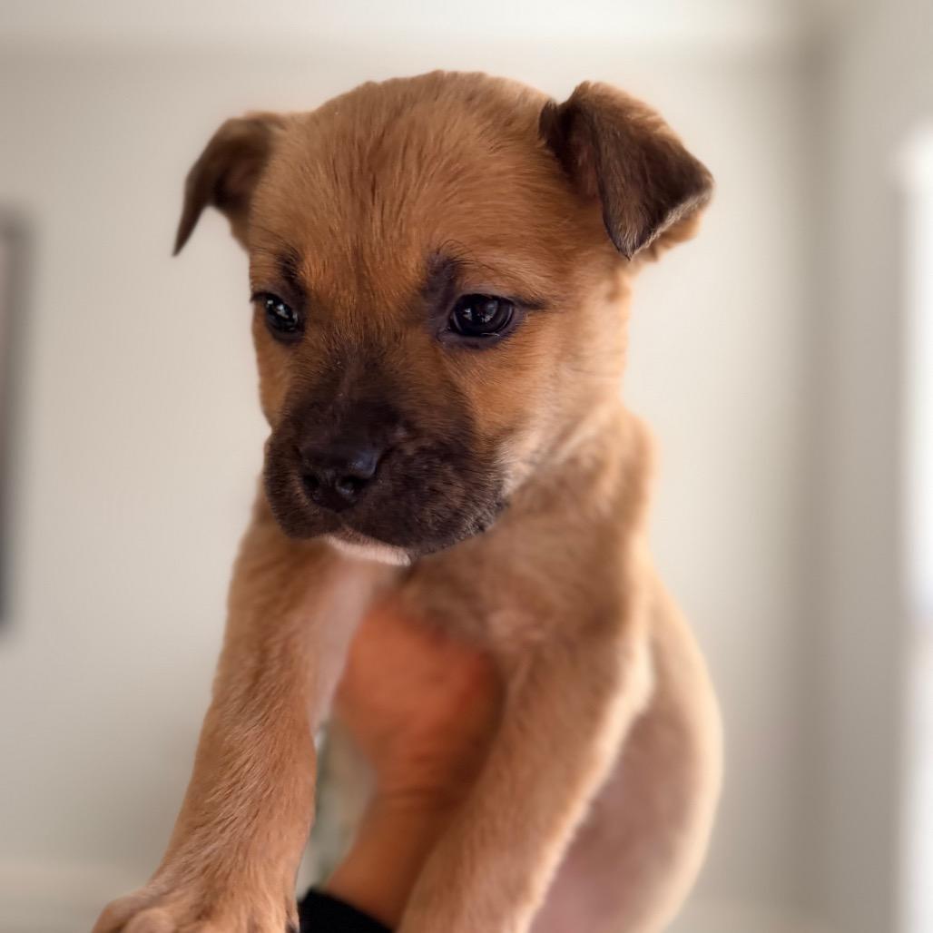Enlarge Boone, a Adoptable mixed breed in Durham, NC image 3/6