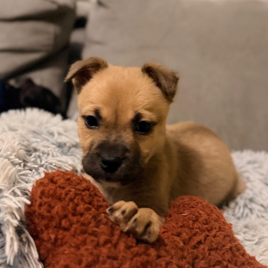 Enlarge Boone, a Adoptable mixed breed in Durham, NC image 4/6