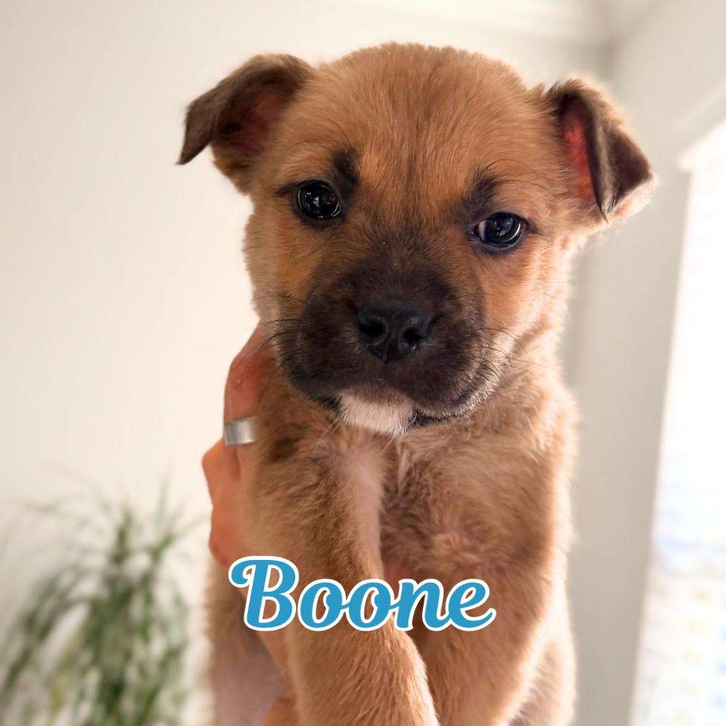 Enlarge Boone, a Adoptable mixed breed in Durham, NC image 5/6