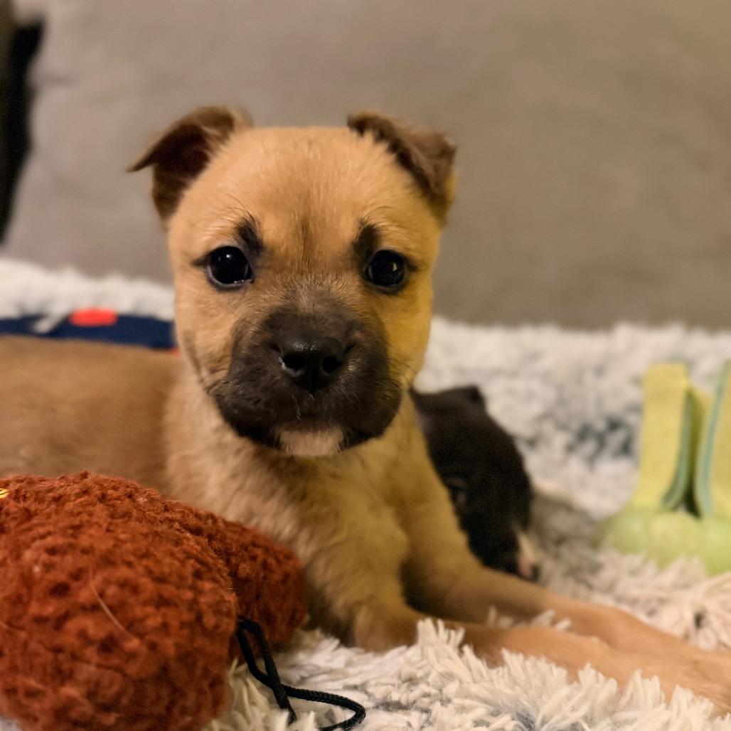Enlarge Boone, a Adoptable mixed breed in Durham, NC image 6/6
