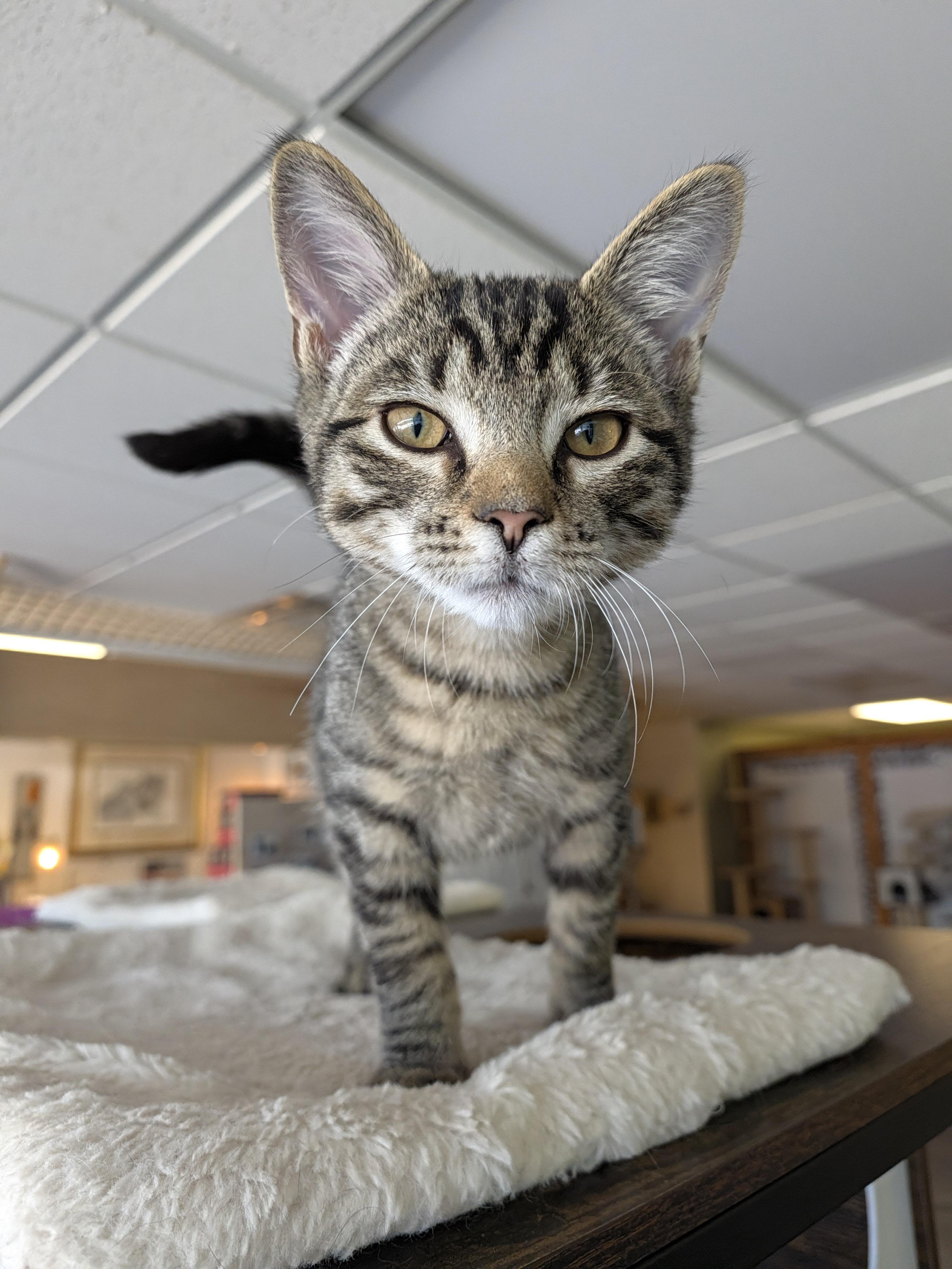 Enlarge Pete, a Adoptable Domestic Short Hair in Burlington, VT image 2/6