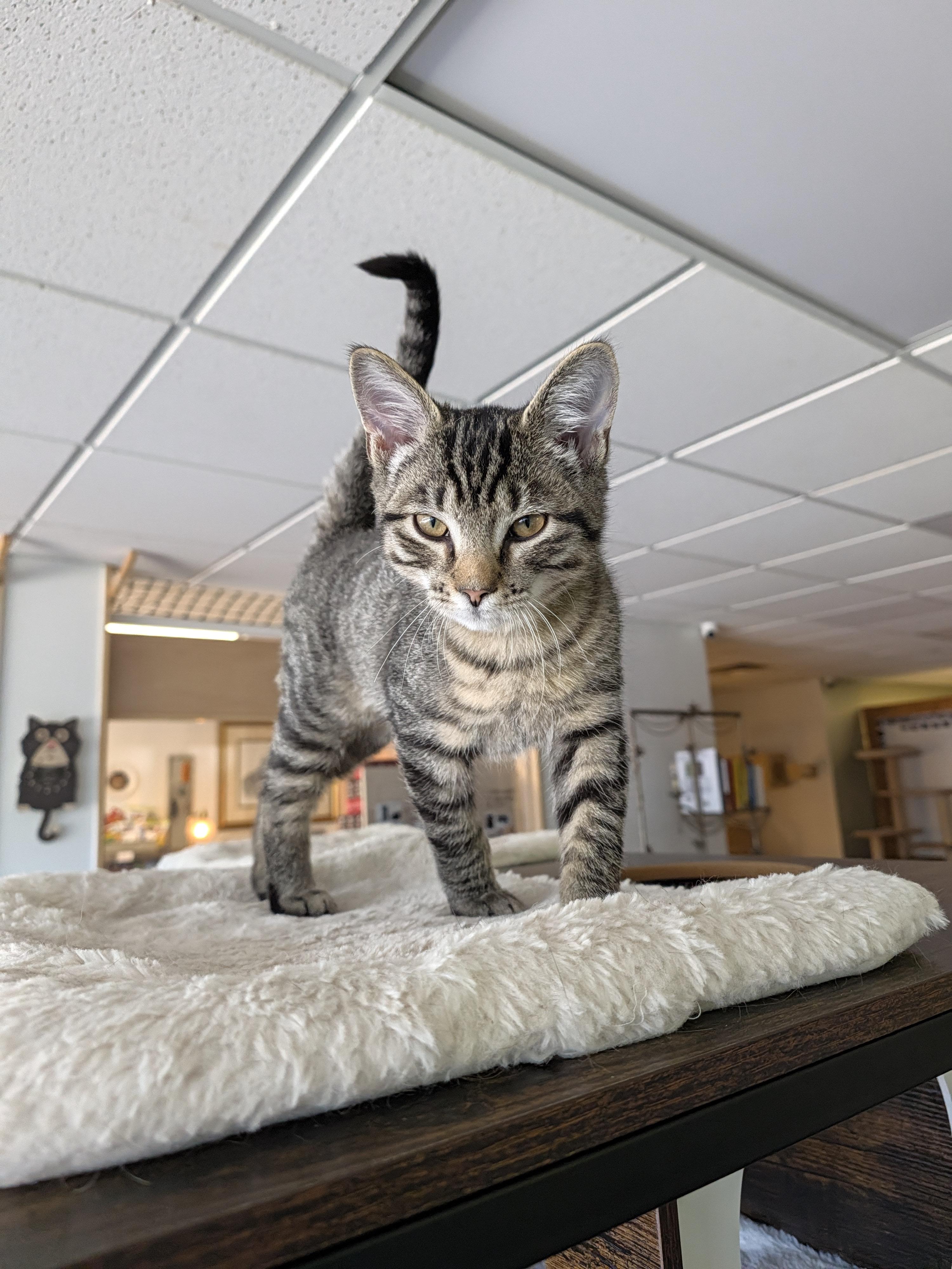 Enlarge Pete, a Adoptable Domestic Short Hair in Burlington, VT image 3/6