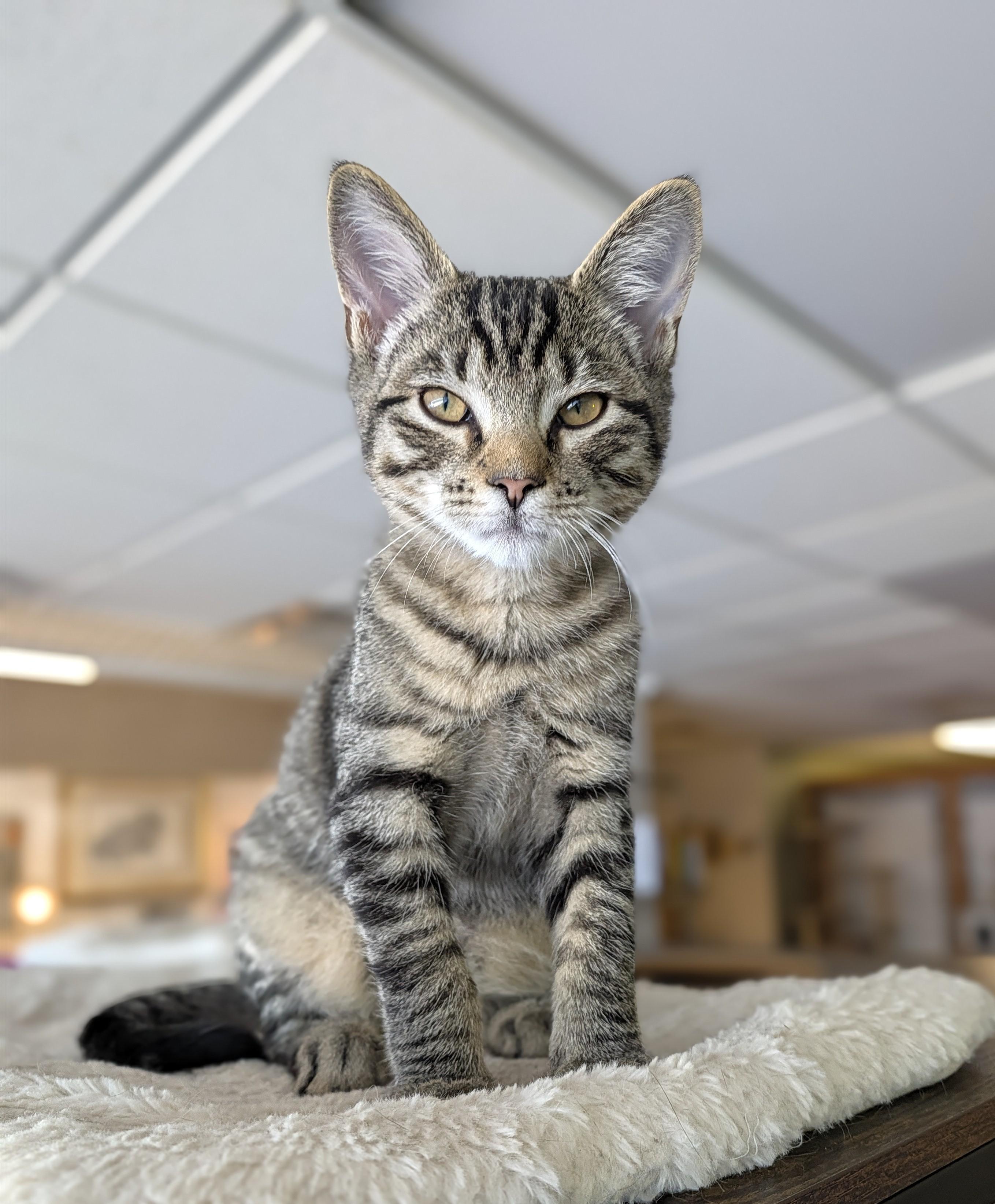 Enlarge Pete, a Adoptable Domestic Short Hair in Burlington, VT image 4/6