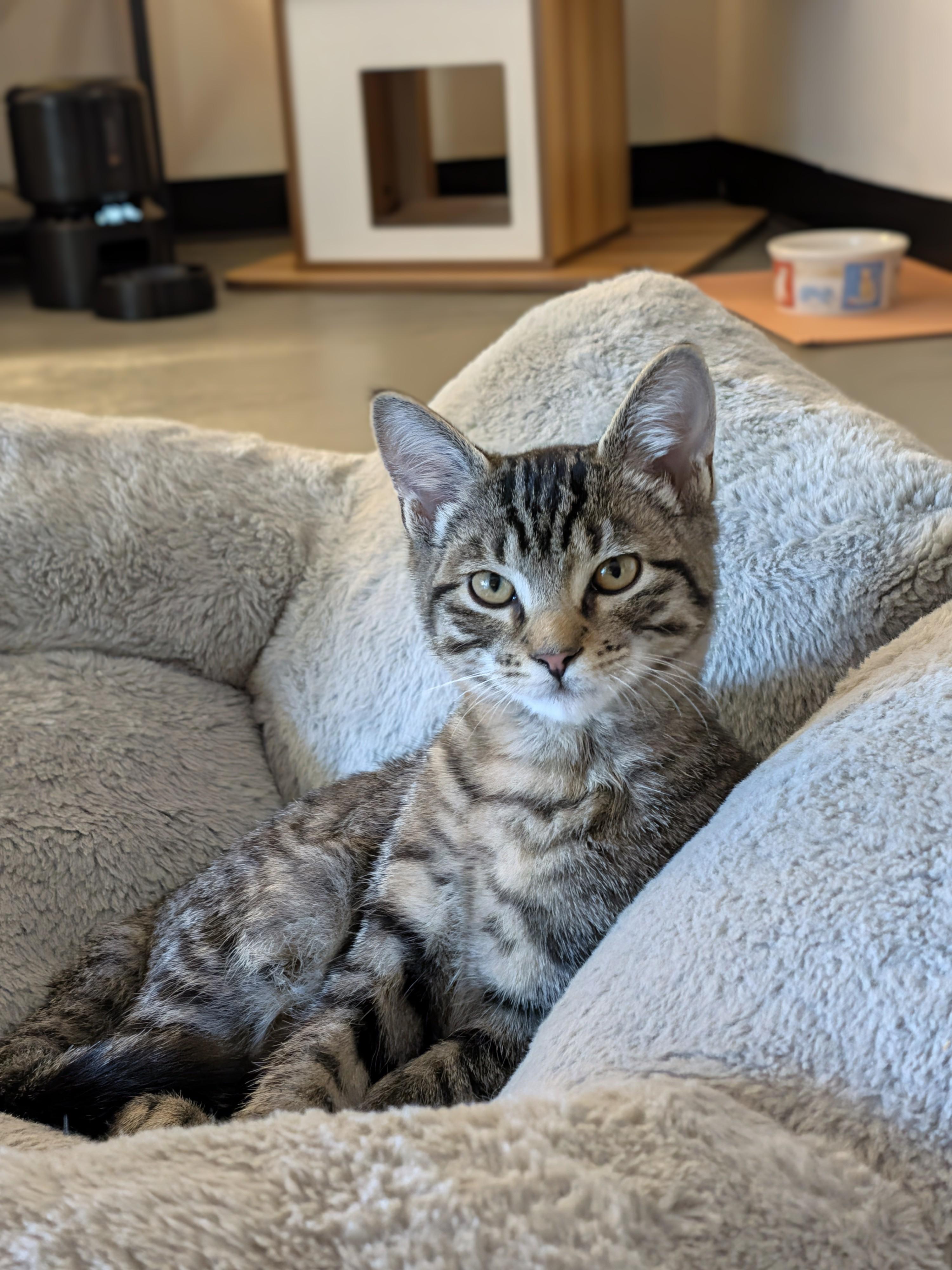 Enlarge Pete, a Adoptable Domestic Short Hair in Burlington, VT image 5/6