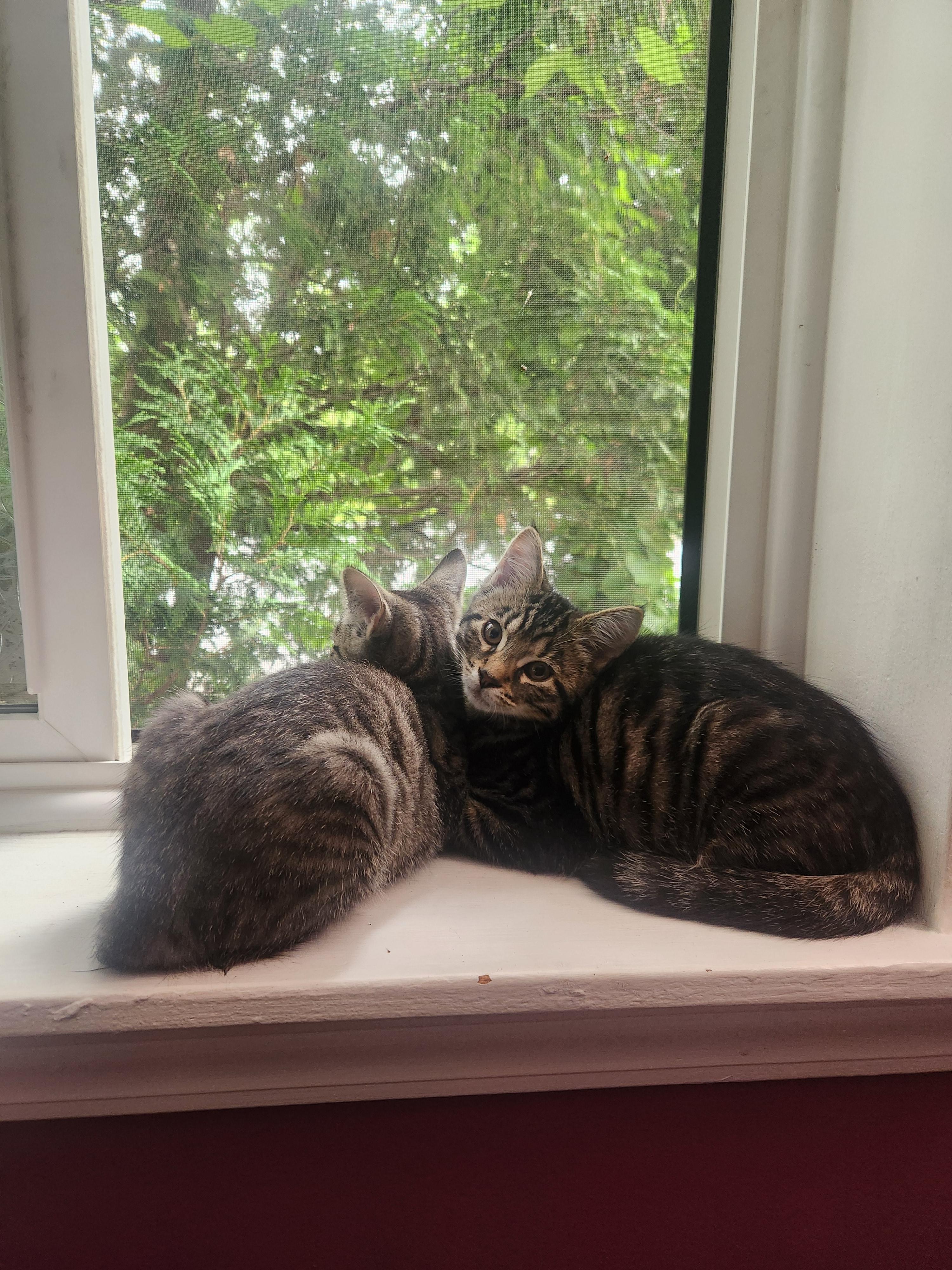 Enlarge Pete, a Adoptable Domestic Short Hair in Burlington, VT image 6/6