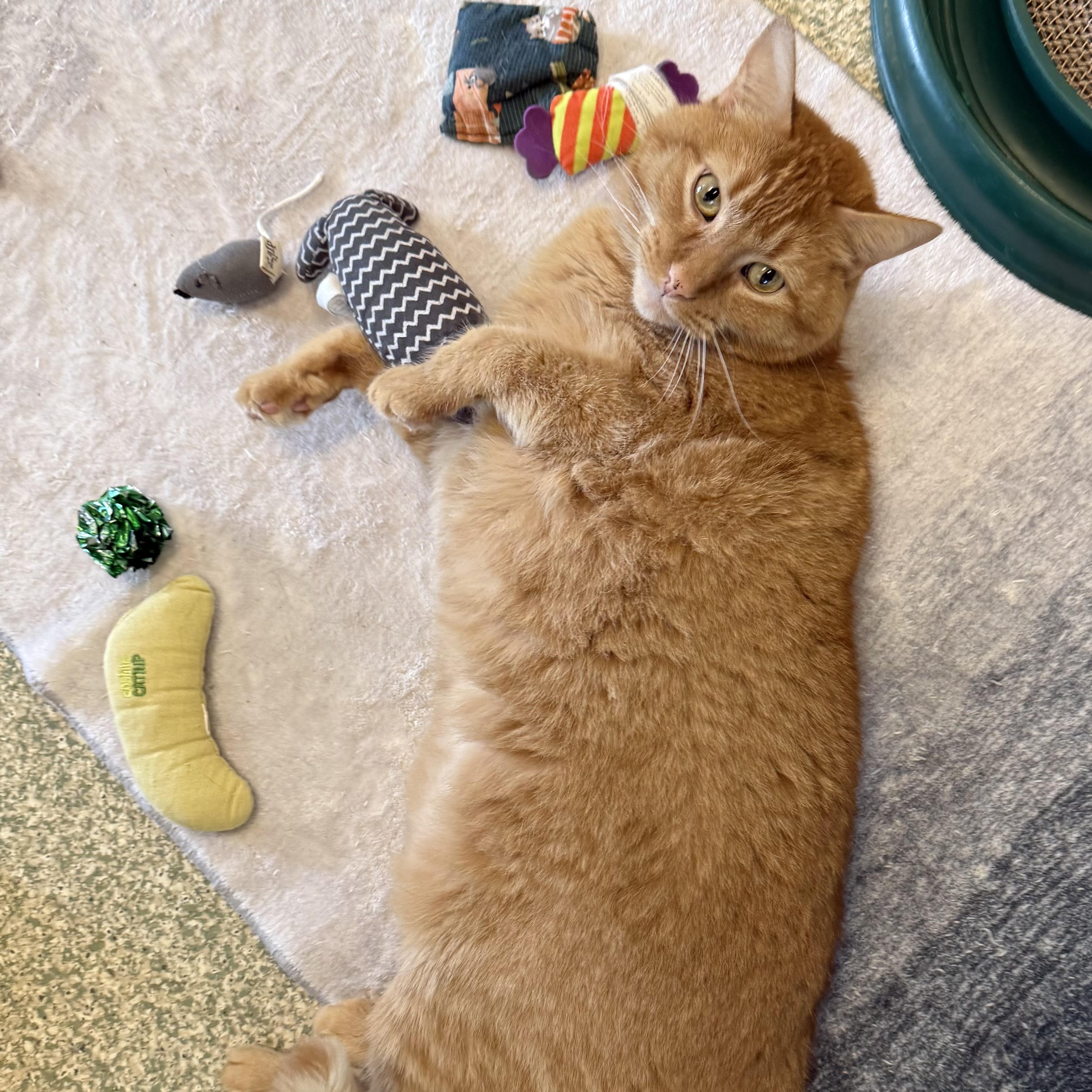 Enlarge Brady, a Adoptable Domestic Short Hair in Brownsville, VT image 1/1
