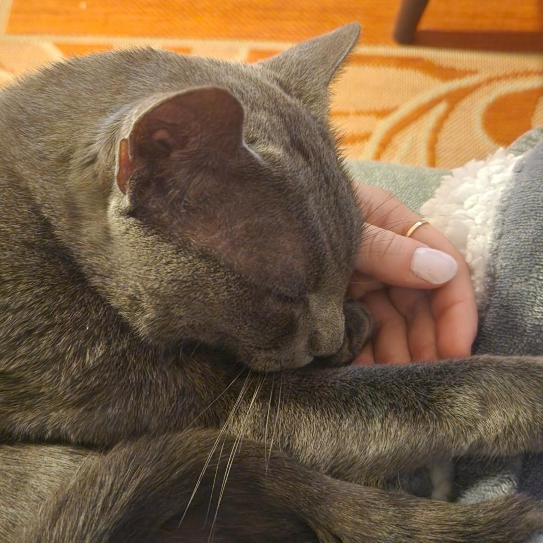 Enlarge Sir Reginald Ferguson , a Adoptable mixed breed in Denver, CO image 2/5