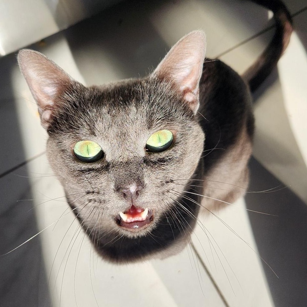 Sir Reginald Ferguson , Adoptable, Young Male Domestic Short Hair.