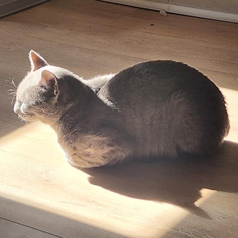 Enlarge Sir Reginald Ferguson , a Adoptable mixed breed in Denver, CO image 3/5