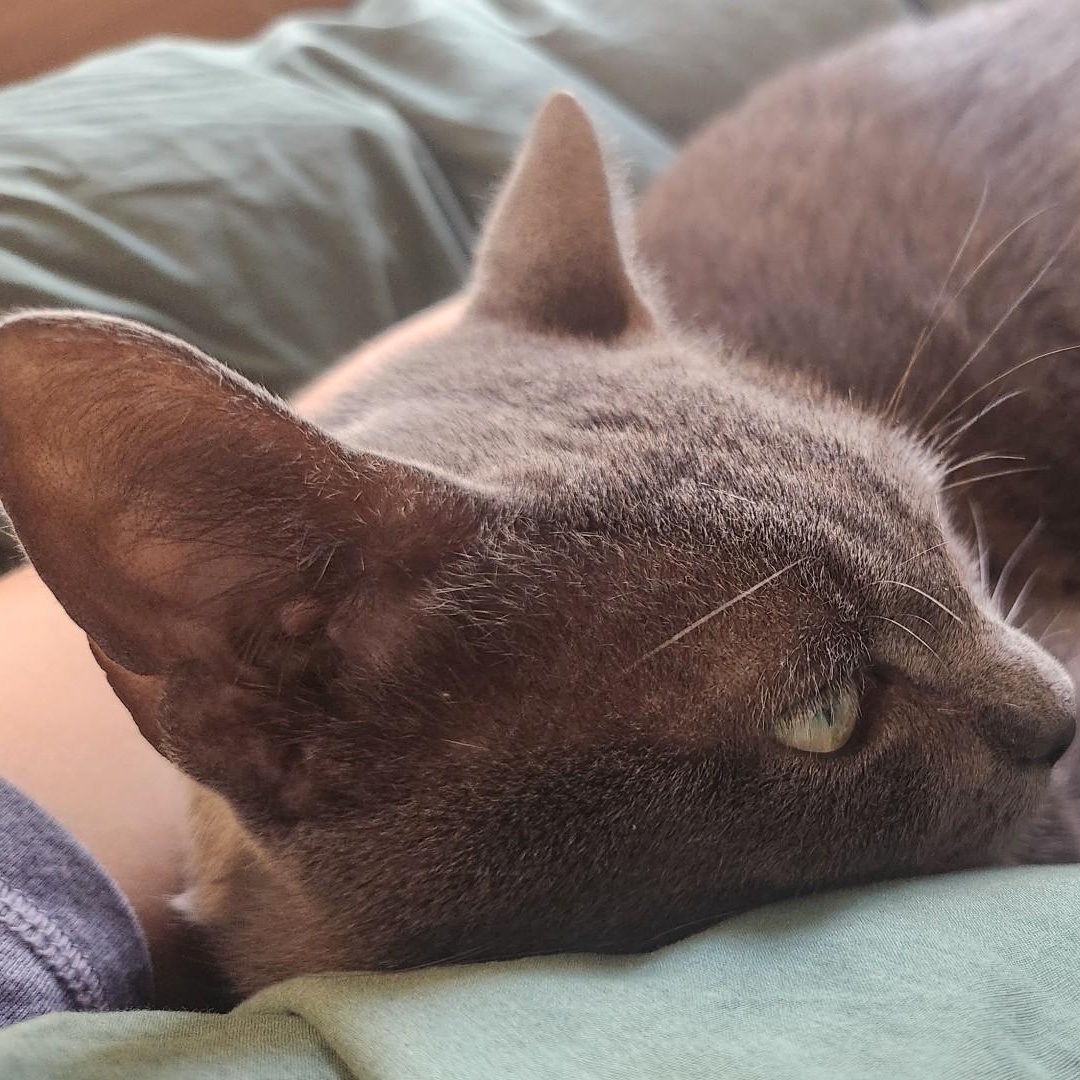 Enlarge Sir Reginald Ferguson , a Adoptable mixed breed in Denver, CO image 4/5