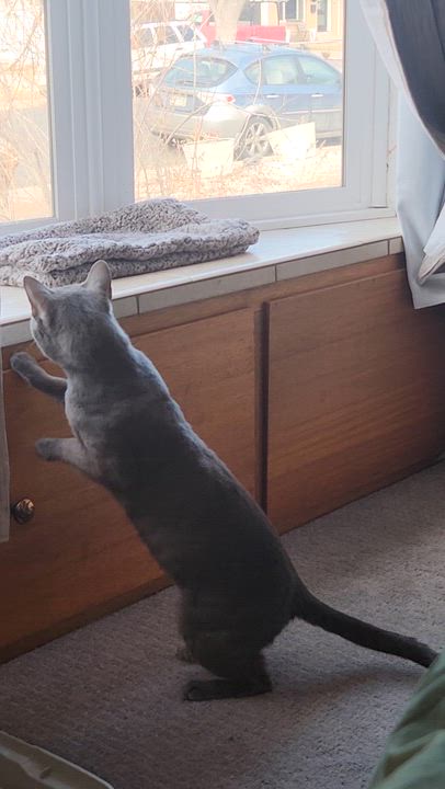 Enlarge Sir Reginald Ferguson , a Adoptable mixed breed in Denver, CO video 5/5