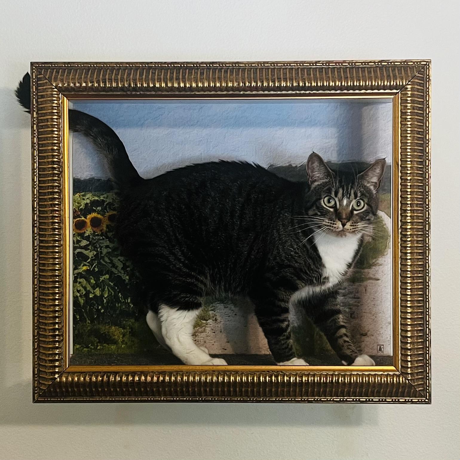 Enlarge Ash, a ADOPTABLE Tabby in Santa Clarita, CA image 1/5