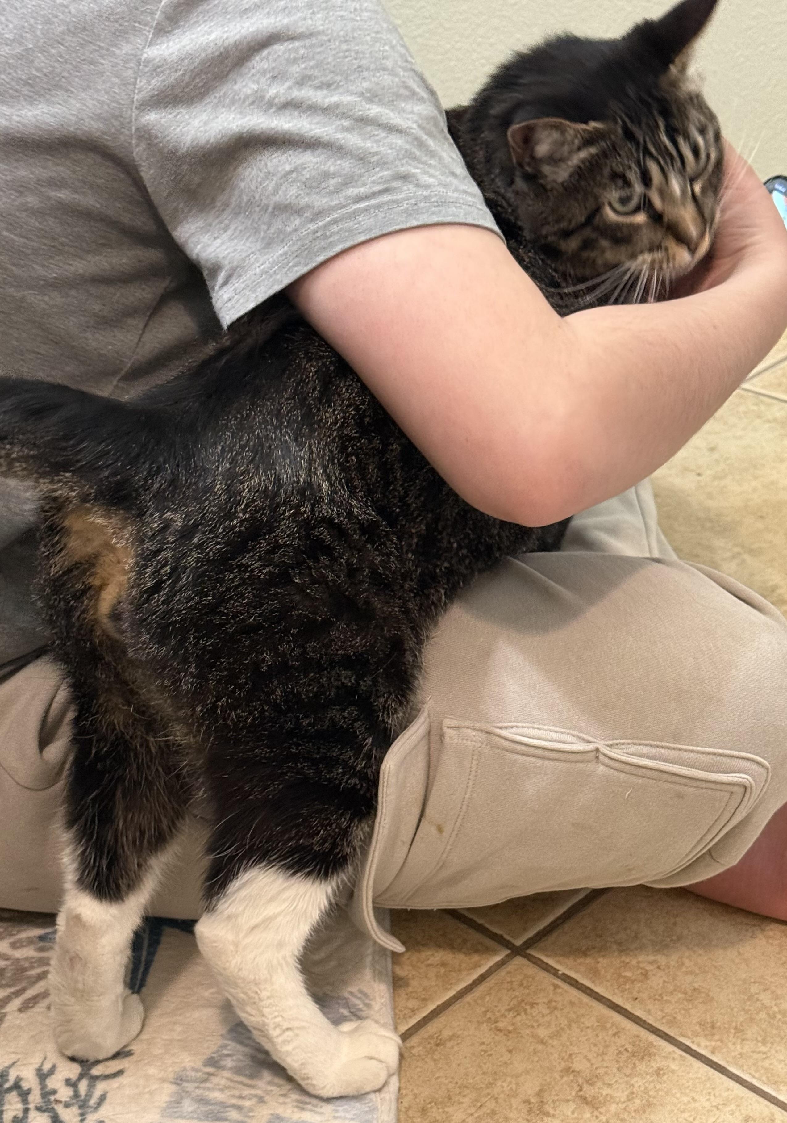 Enlarge Ash, a ADOPTABLE Tabby in Santa Clarita, CA image 4/5