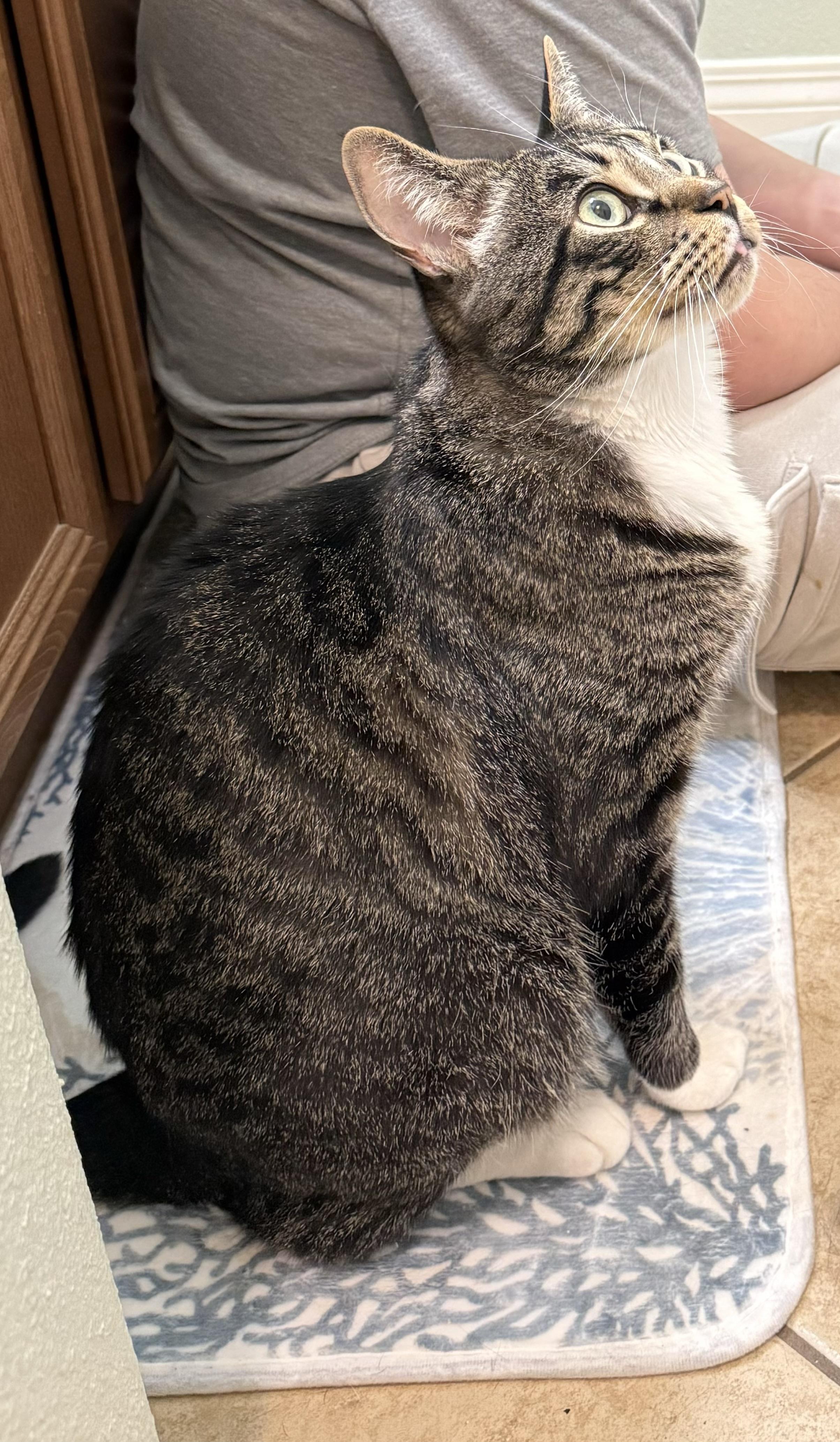 Enlarge Ash, a ADOPTABLE Tabby in Santa Clarita, CA image 5/5