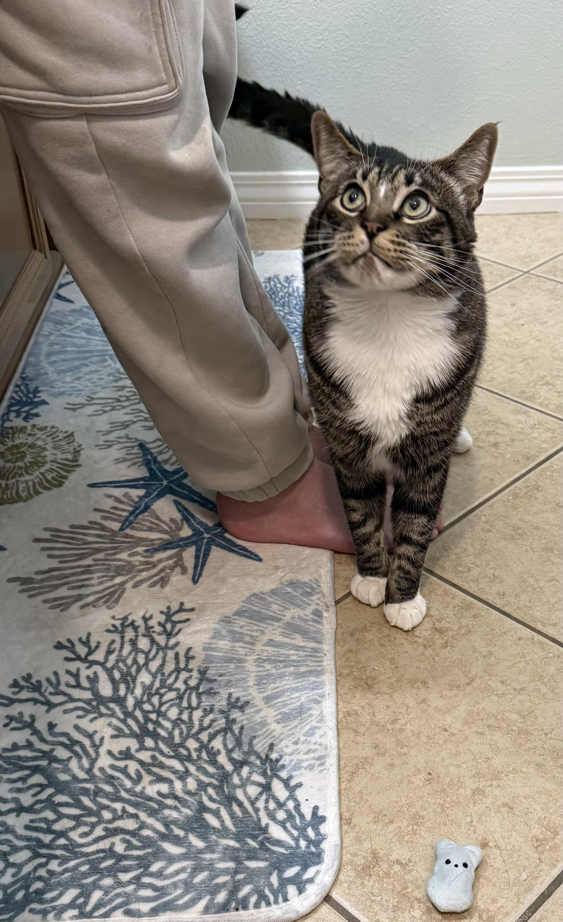Enlarge Ash, a ADOPTABLE Tabby in Santa Clarita, CA image 2/5