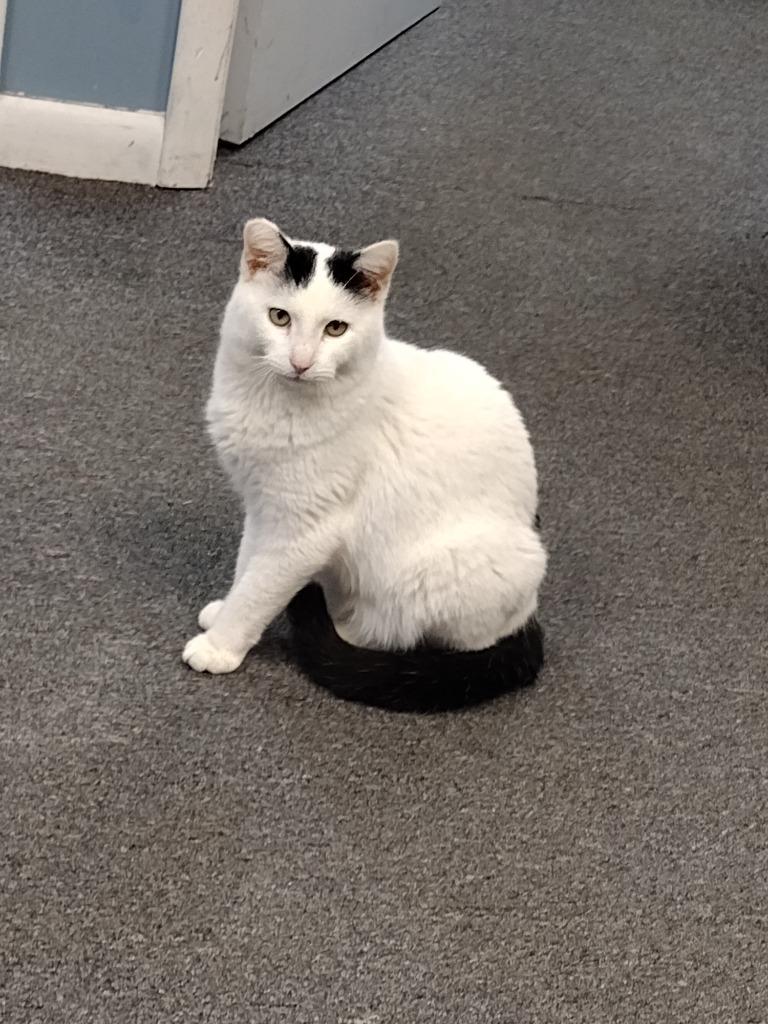 Huggy, Adoptable, Adult Male Domestic Short Hair.