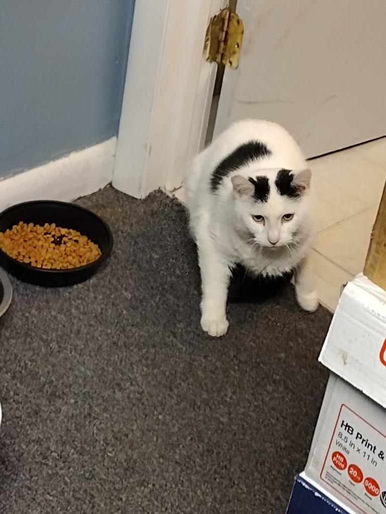 Huggy, Adoptable, Adult Male Domestic Short Hair.