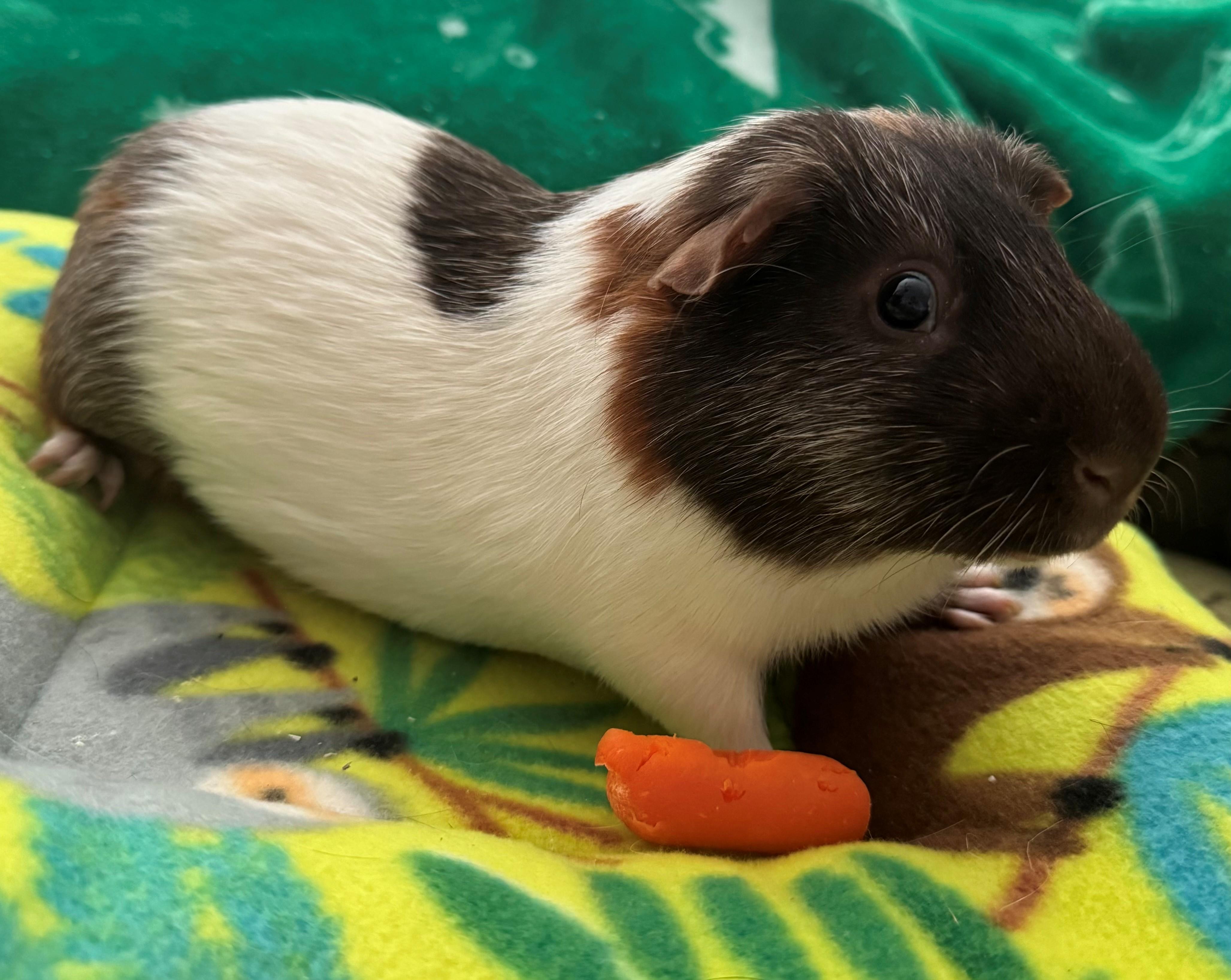 Casper, ADOPTABLE, Young Male Short-Haired.