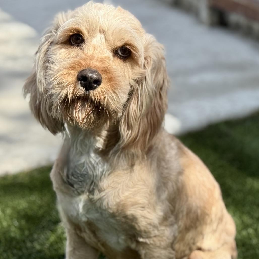 Enlarge Hera - ready for a fresh start, a ADOPTABLE mixed breed in San Antonio, TX image 6/6