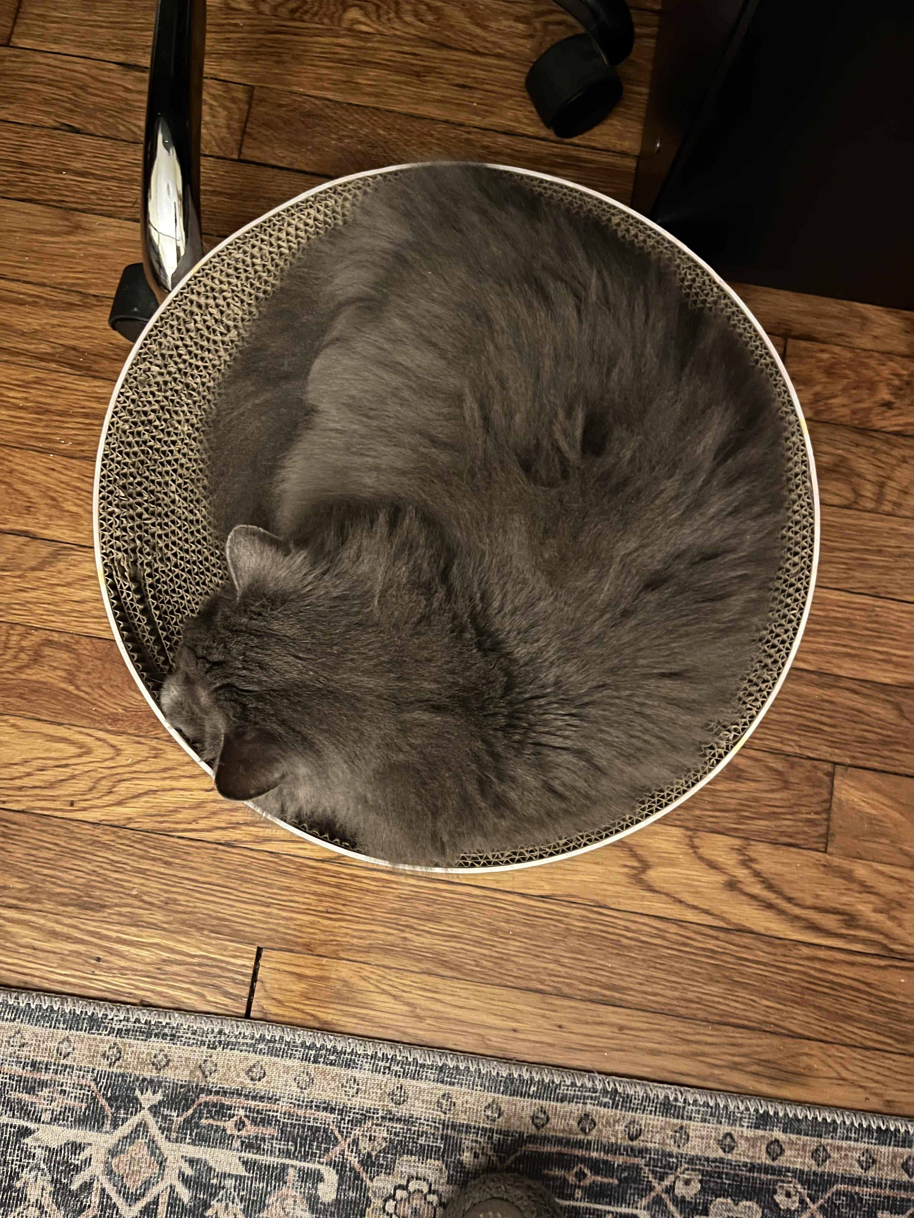 Enlarge Church , a ADOPTABLE Domestic Medium Hair in Canton, MA image 3/3