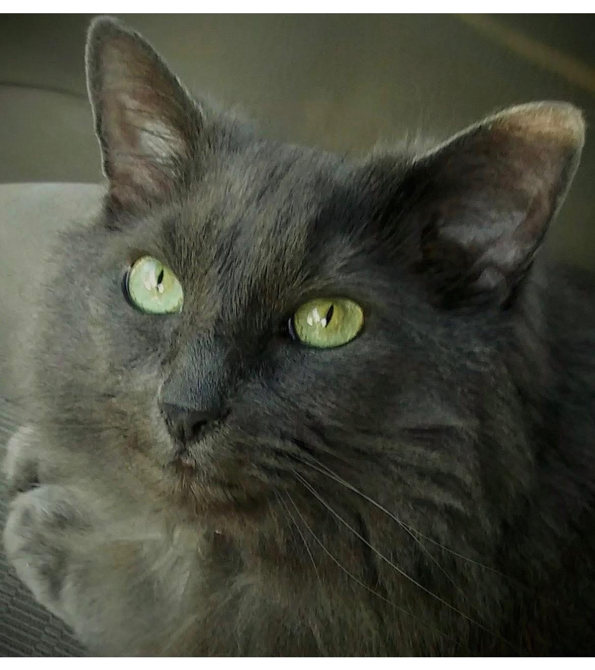 Church , ADOPTABLE, Senior Male Domestic Medium Hair.