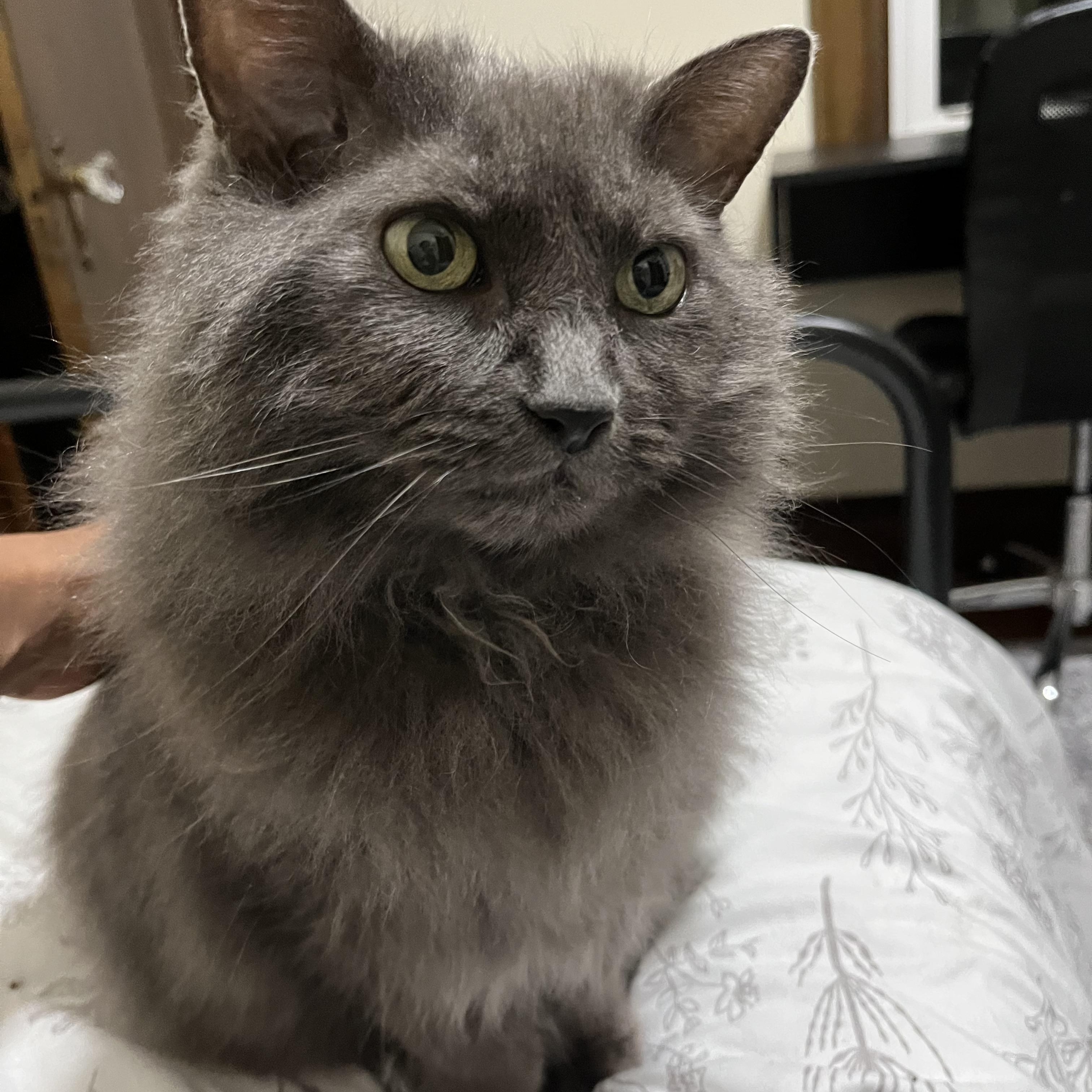 Enlarge Church , a ADOPTABLE Domestic Medium Hair in Canton, MA image 2/3