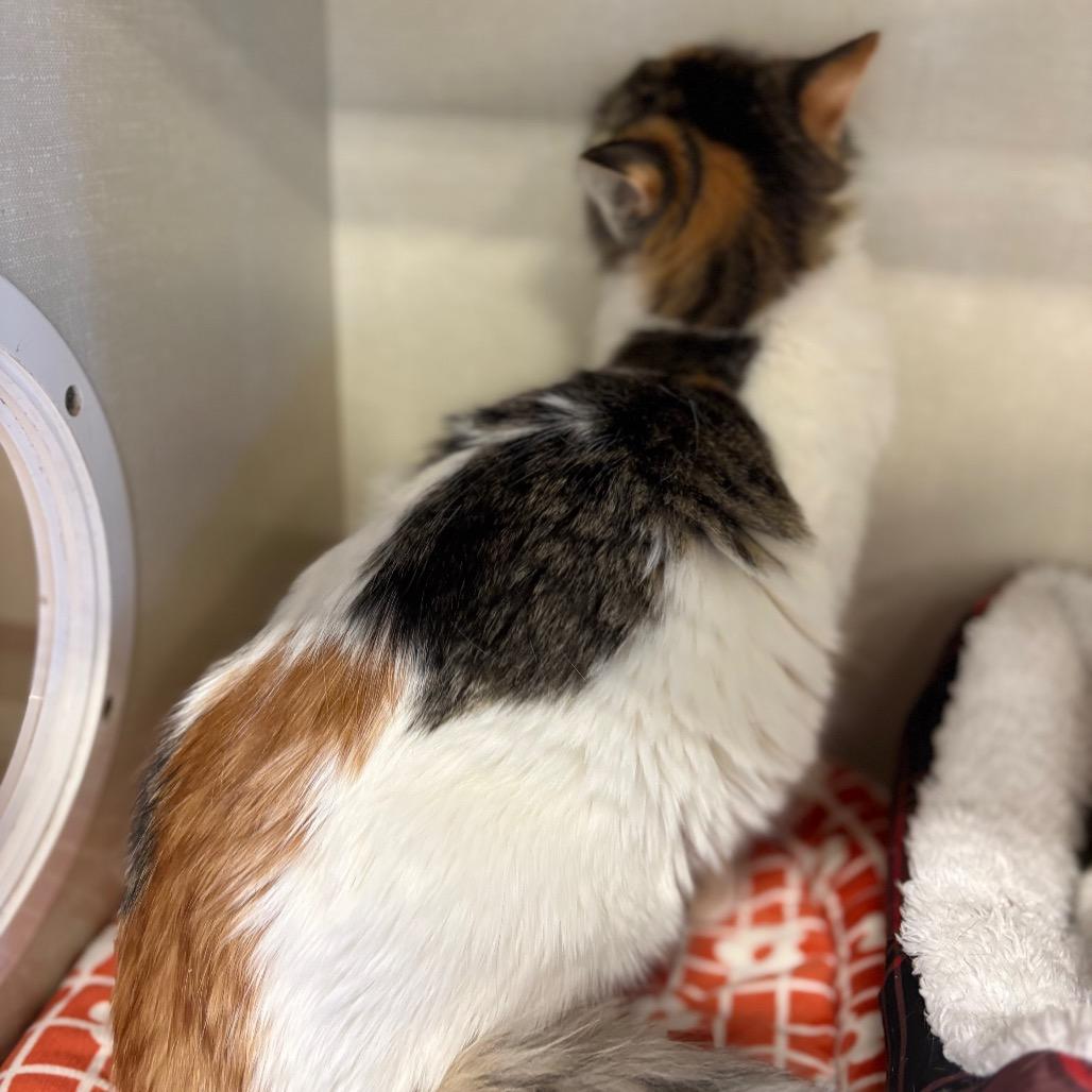 Enlarge Koshka, a Adoptable Domestic Medium Hair in St. Paul, MN image 1/3