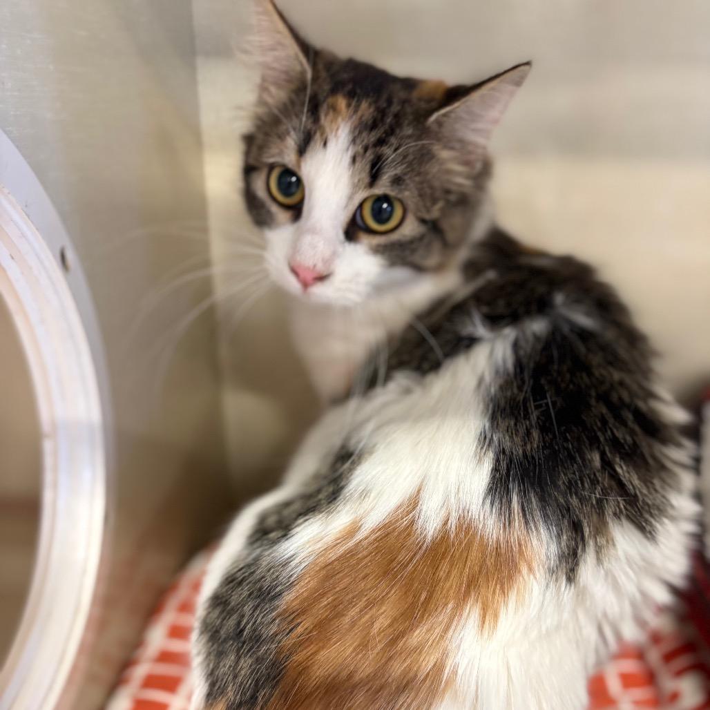 Enlarge Koshka, a Adoptable Domestic Medium Hair in St. Paul, MN image 2/3