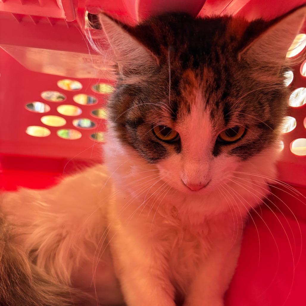 Enlarge Koshka, a Adoptable Domestic Medium Hair in St. Paul, MN image 3/3