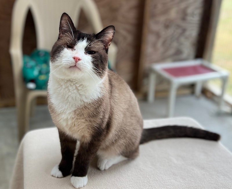 Enlarge Sai, a Adopted Siamese in Palmyra, VA image 2/6