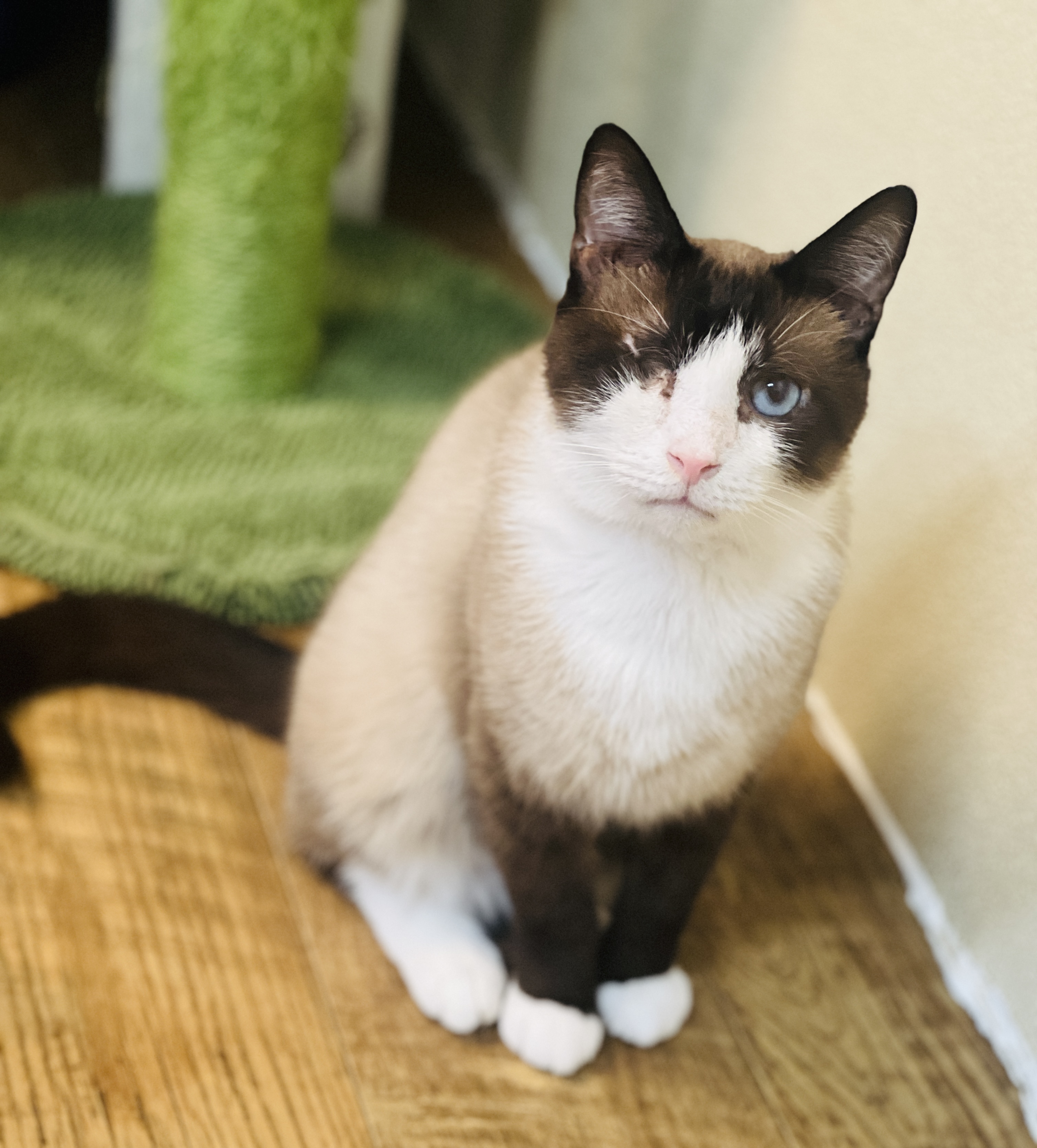 Enlarge Sai, a Adopted Siamese in Palmyra, VA image 1/6