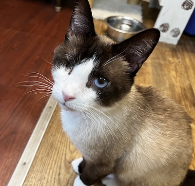 Enlarge Sai, a Adopted Siamese in Palmyra, VA image 4/6
