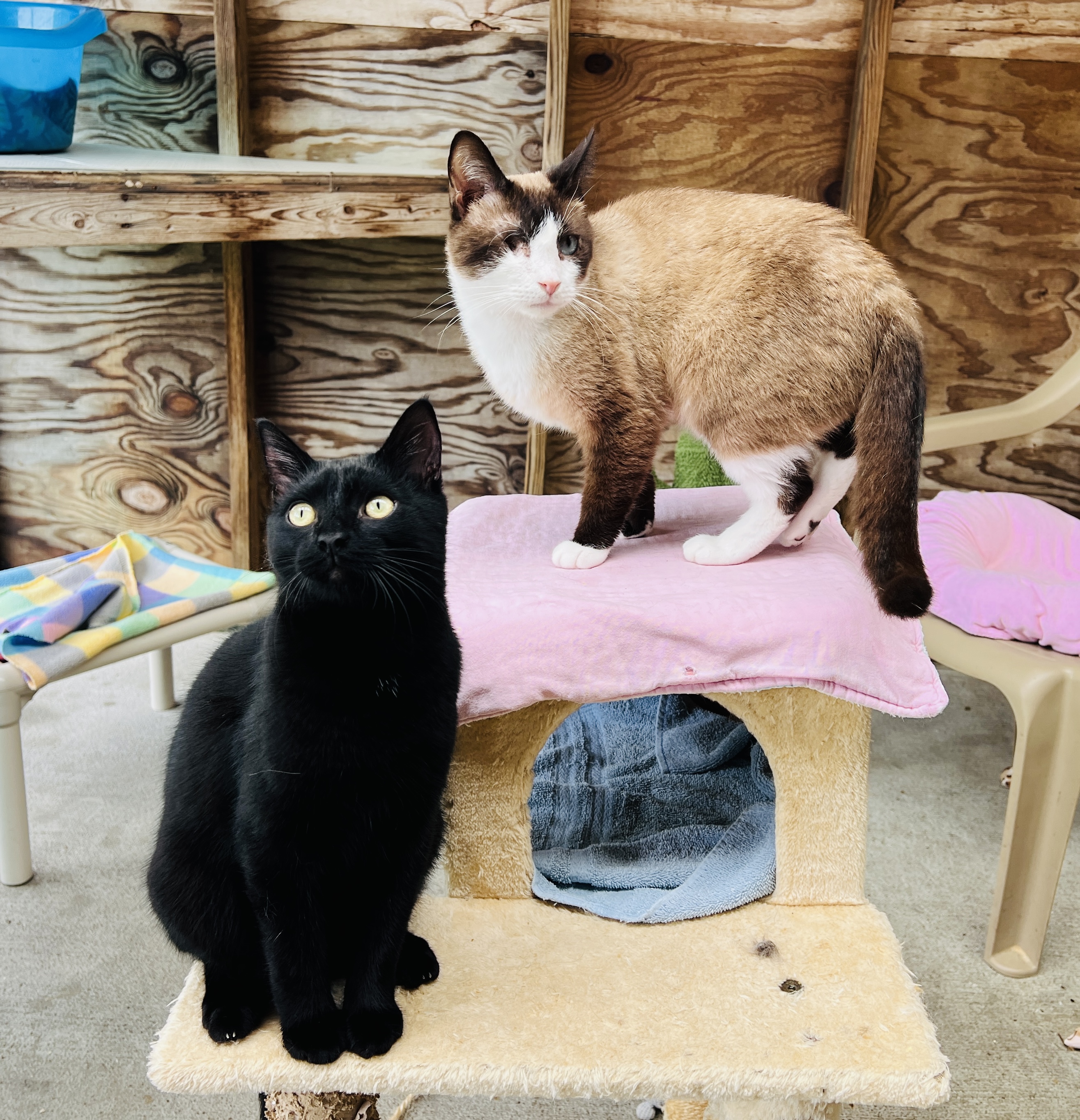 Enlarge Sai, a Adopted Siamese in Palmyra, VA image 3/6