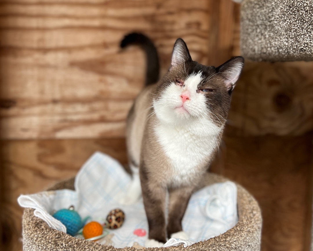 Enlarge Sai, a Adopted Siamese in Palmyra, VA image 5/6