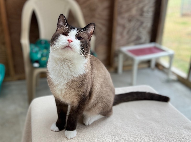 Enlarge Sai, a Adopted Siamese in Palmyra, VA image 6/6