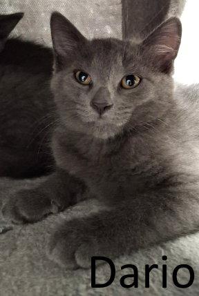 Dario, Adoptable, Kitten Male Domestic Medium Hair & Russian Blue.