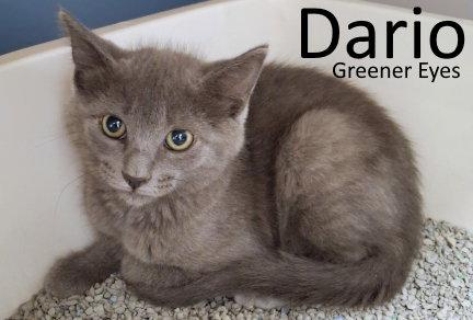 Enlarge Dario, a Adoptable mixed breed in Mountain View, AR image 2/2