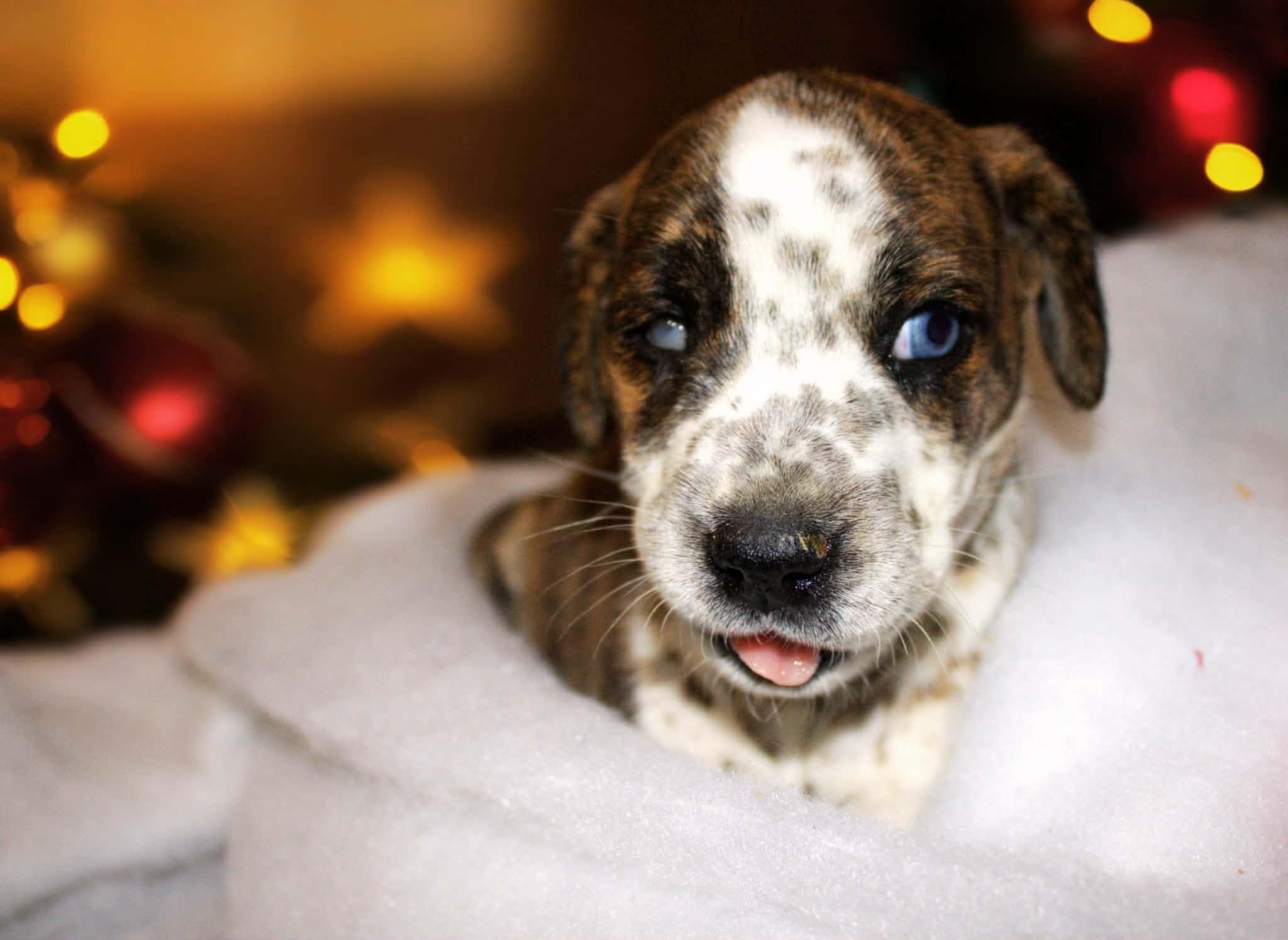 Enlarge Nolan, an adopted mixed breed in Newington, GA image 1/1