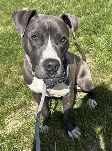 EAGLE, Adoptable, Young Male Pit Bull Terrier.