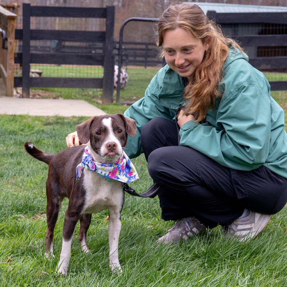 Enlarge Jenny (Female) , a Adoptable mixed breed in West Grove, PA image 6/6