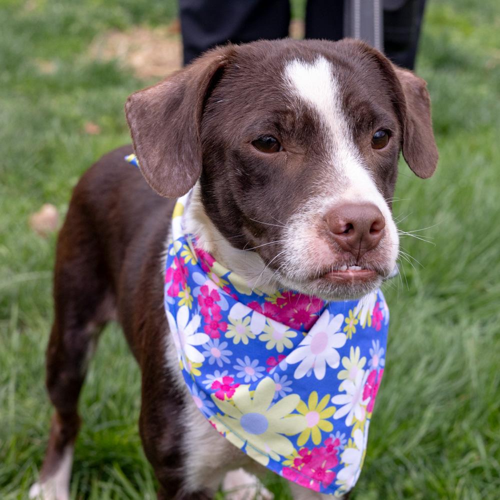 Enlarge Jenny (Female) , a Adoptable mixed breed in West Grove, PA image 3/6