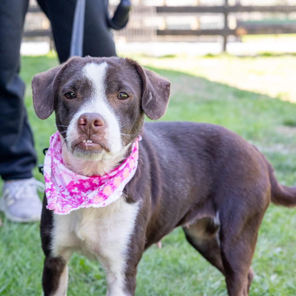 Enlarge Jenny (Female) , a Adoptable mixed breed in West Grove, PA image 1/6