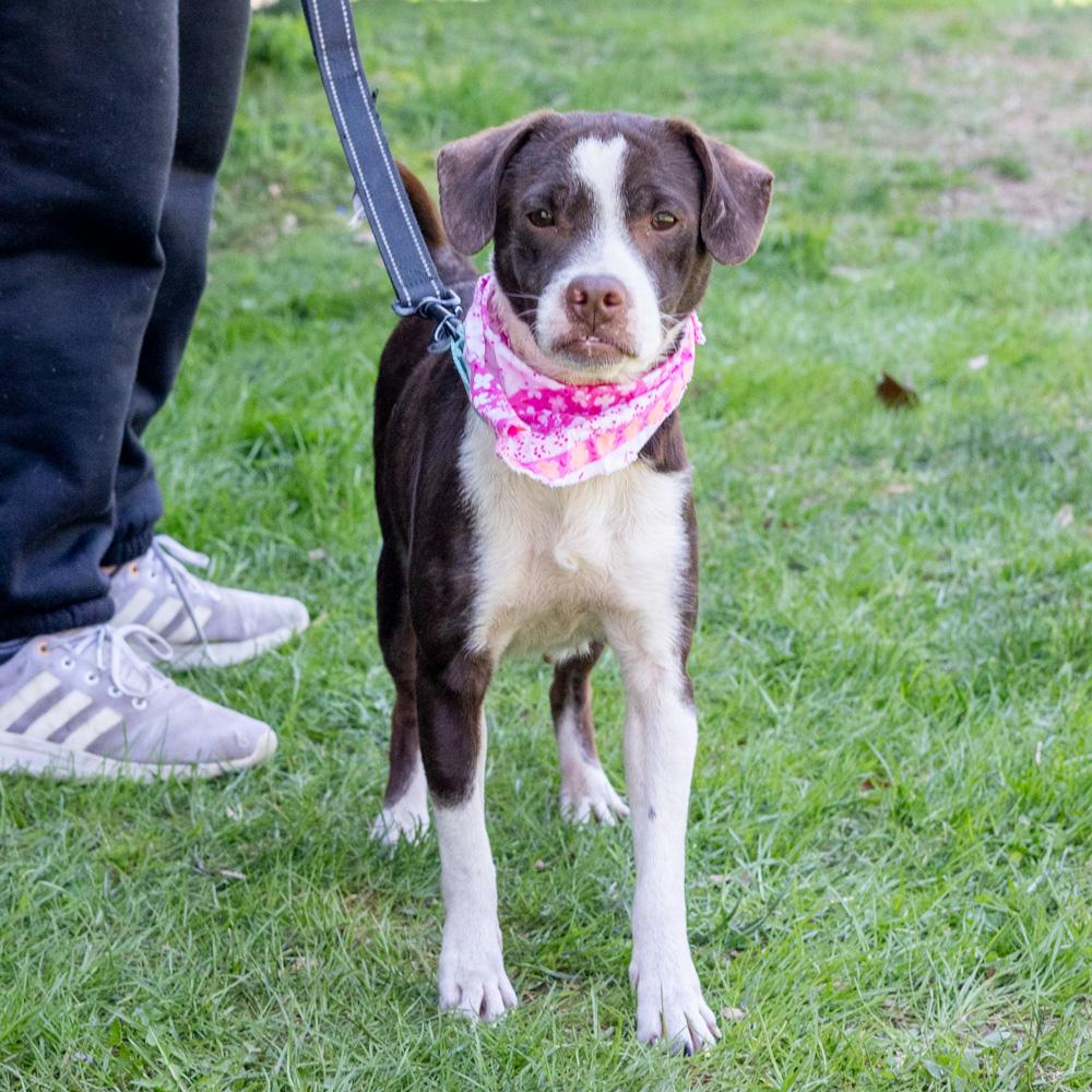 Enlarge Jenny (Female) , a Adoptable mixed breed in West Grove, PA image 4/6
