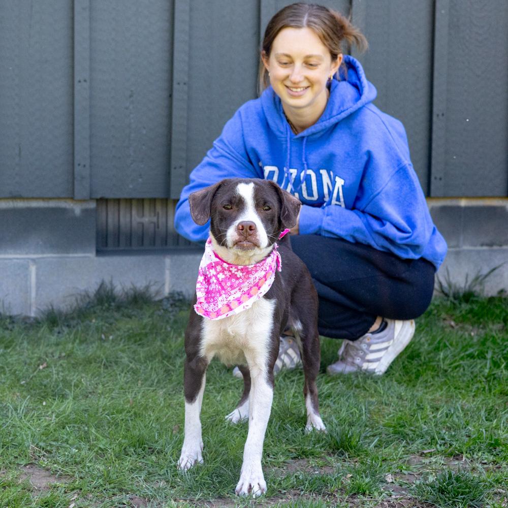 Enlarge Jenny (Female) , a Adoptable mixed breed in West Grove, PA image 2/6