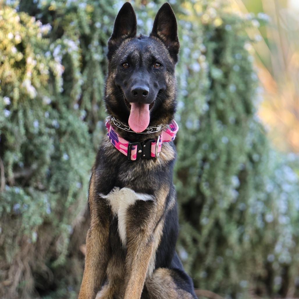Enlarge Mariana, a Adoptable mixed breed in Las Vegas, NV image 4/6